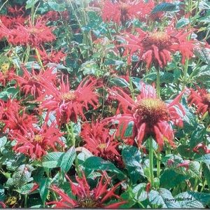 Canvas finished with matching sides ready to hand. photo bee balm